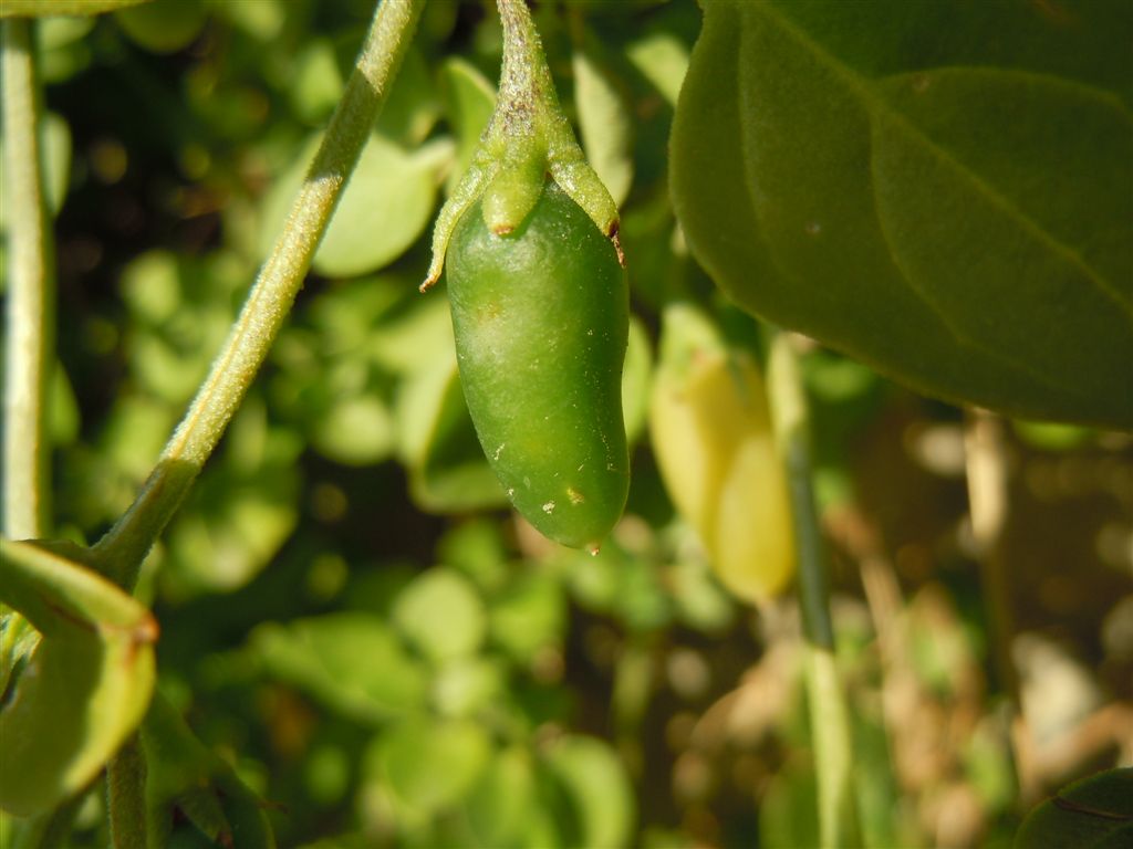 Salpichroa origanifolia / Salpicroa